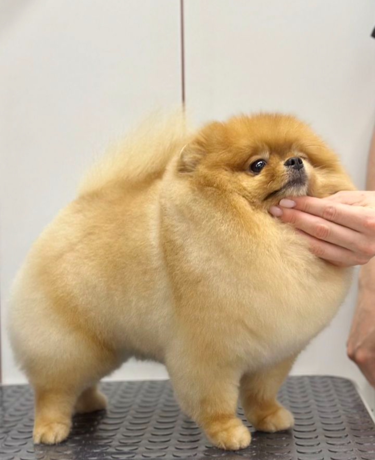 Работа ЛапГрум #15