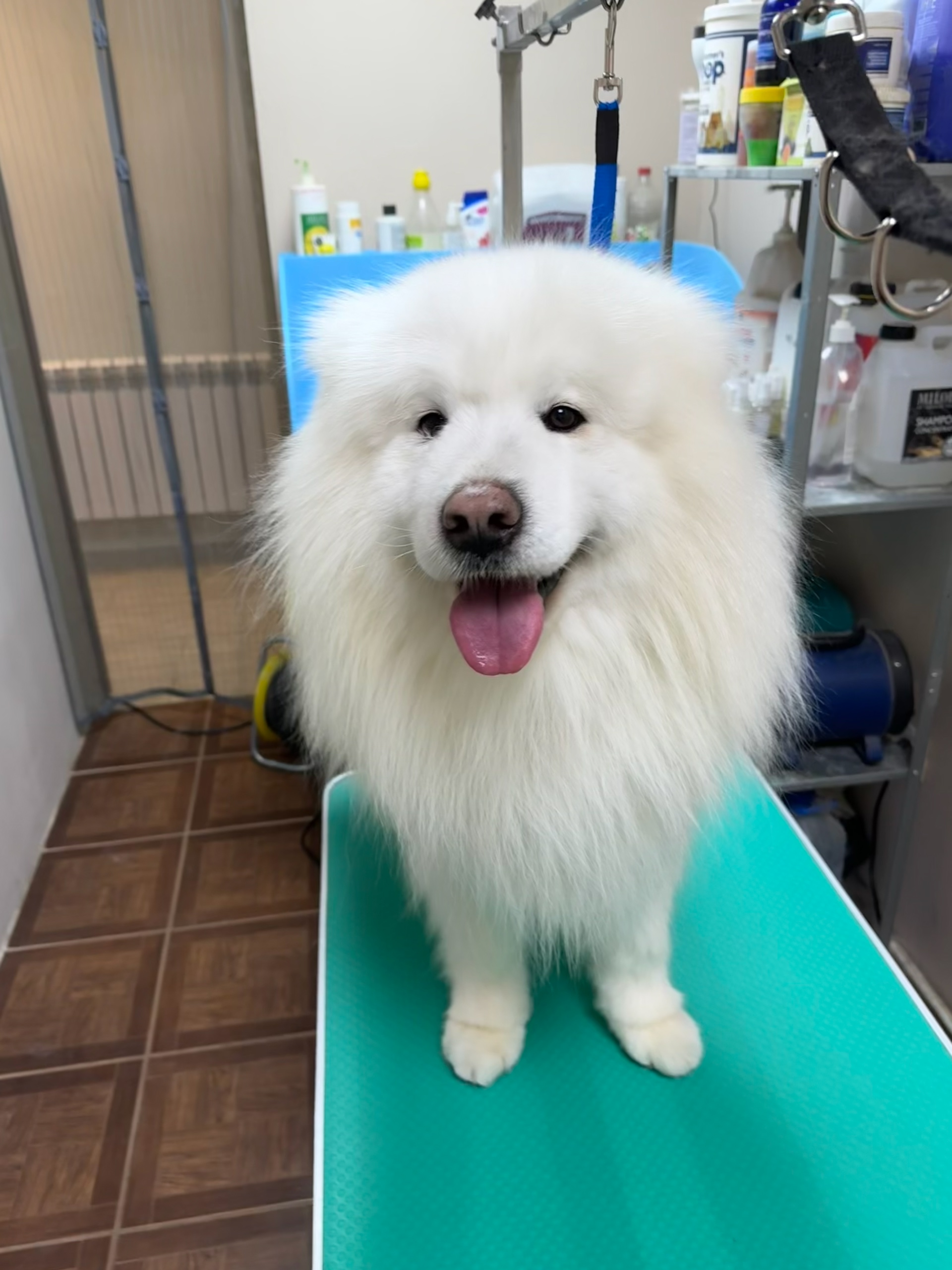 Работа ЛапГрум #20