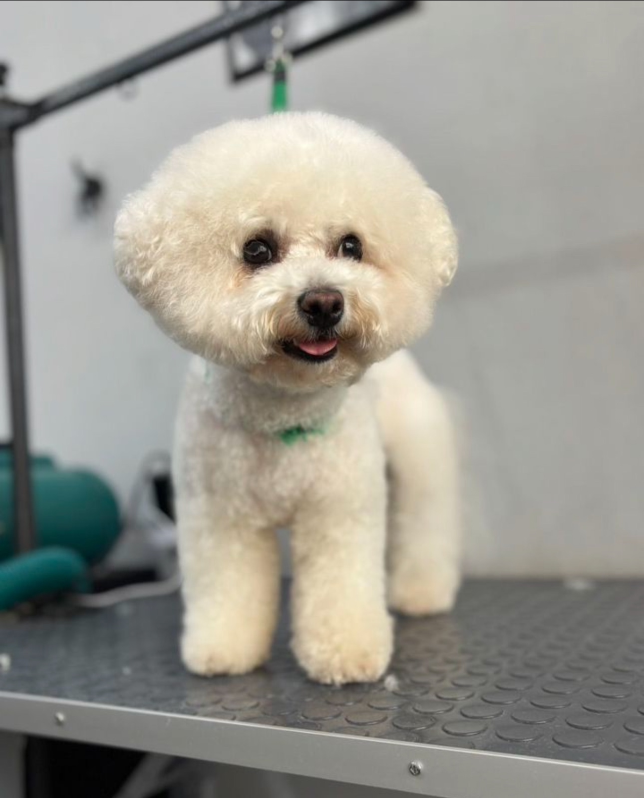 Работа ЛапГрум #12