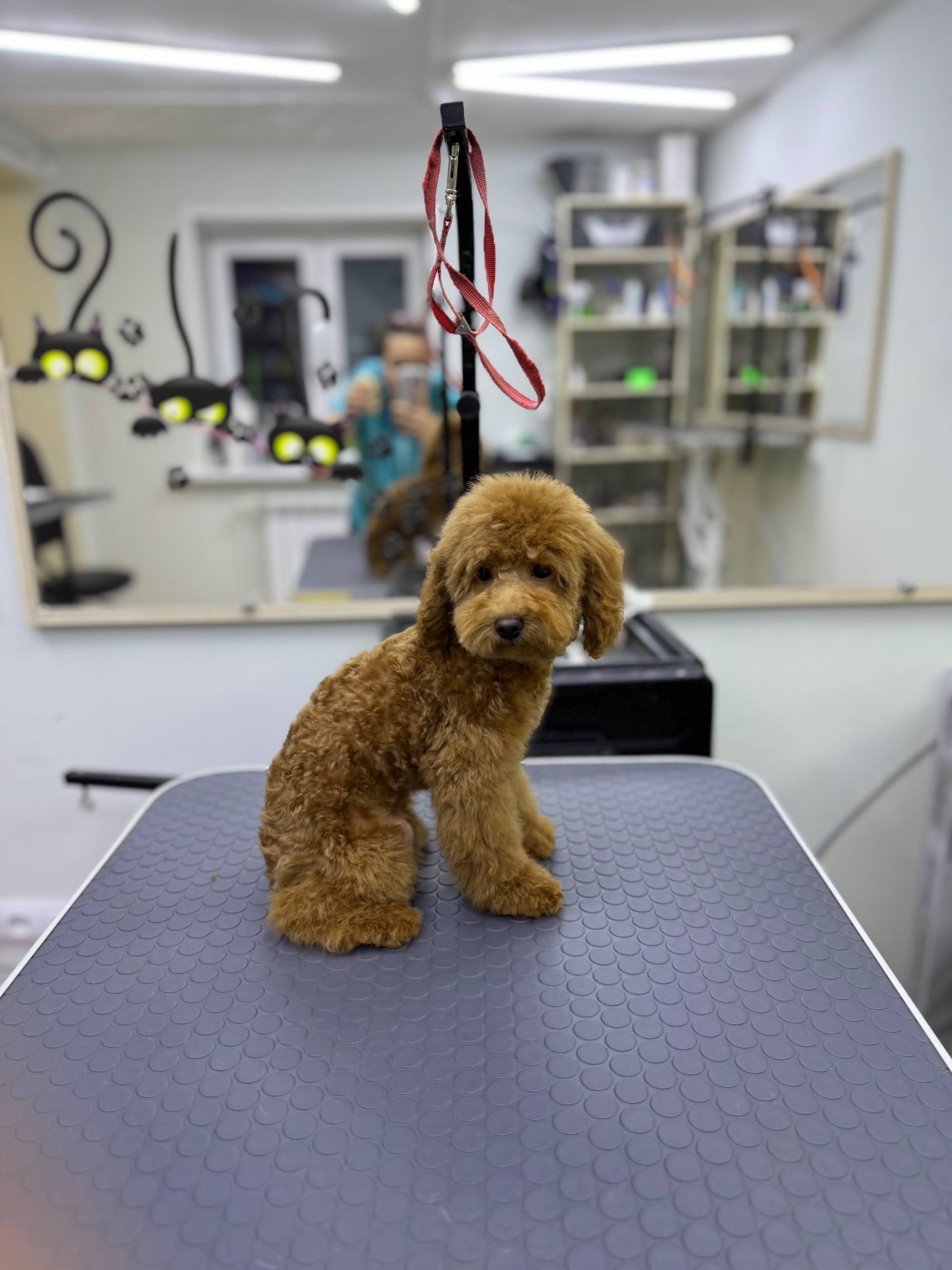 Работа ЛапГрум #26