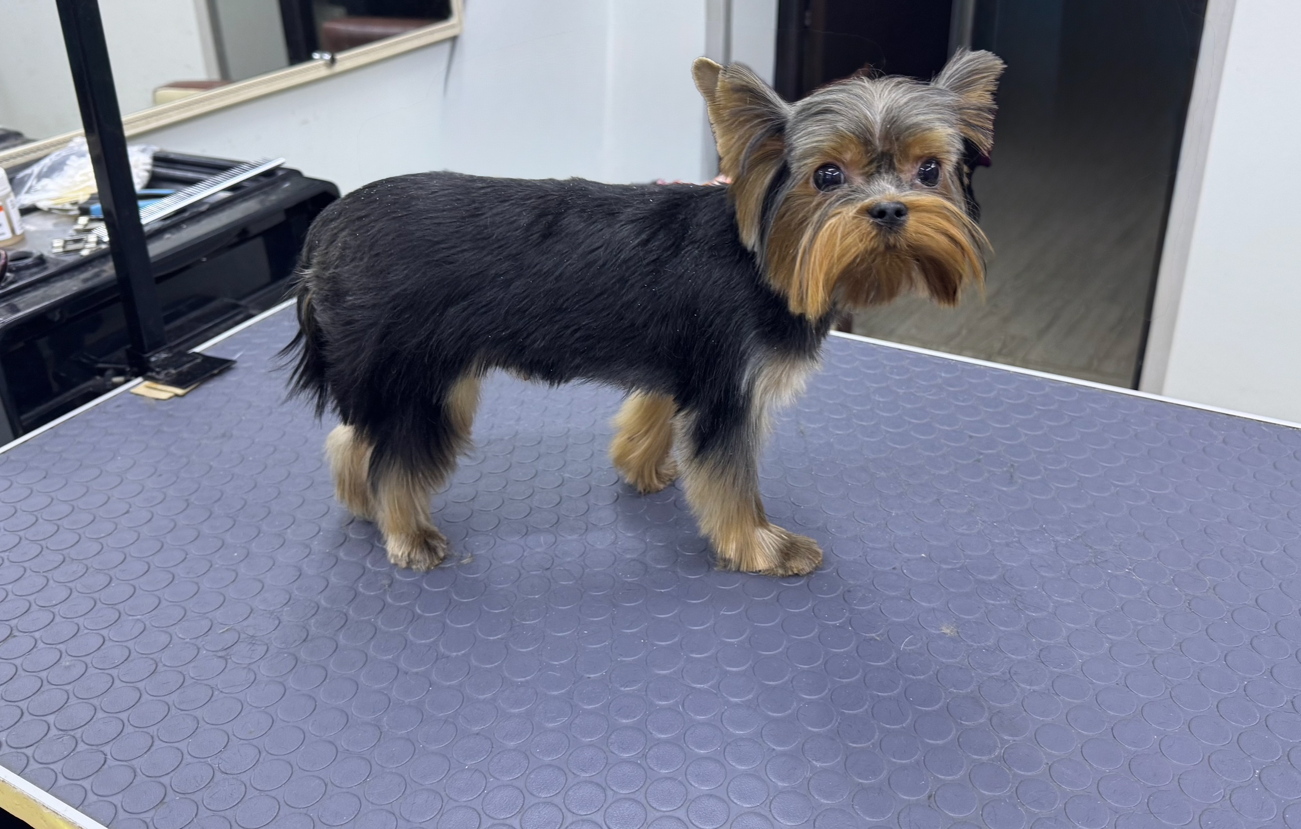 Работа ЛапГрум #21