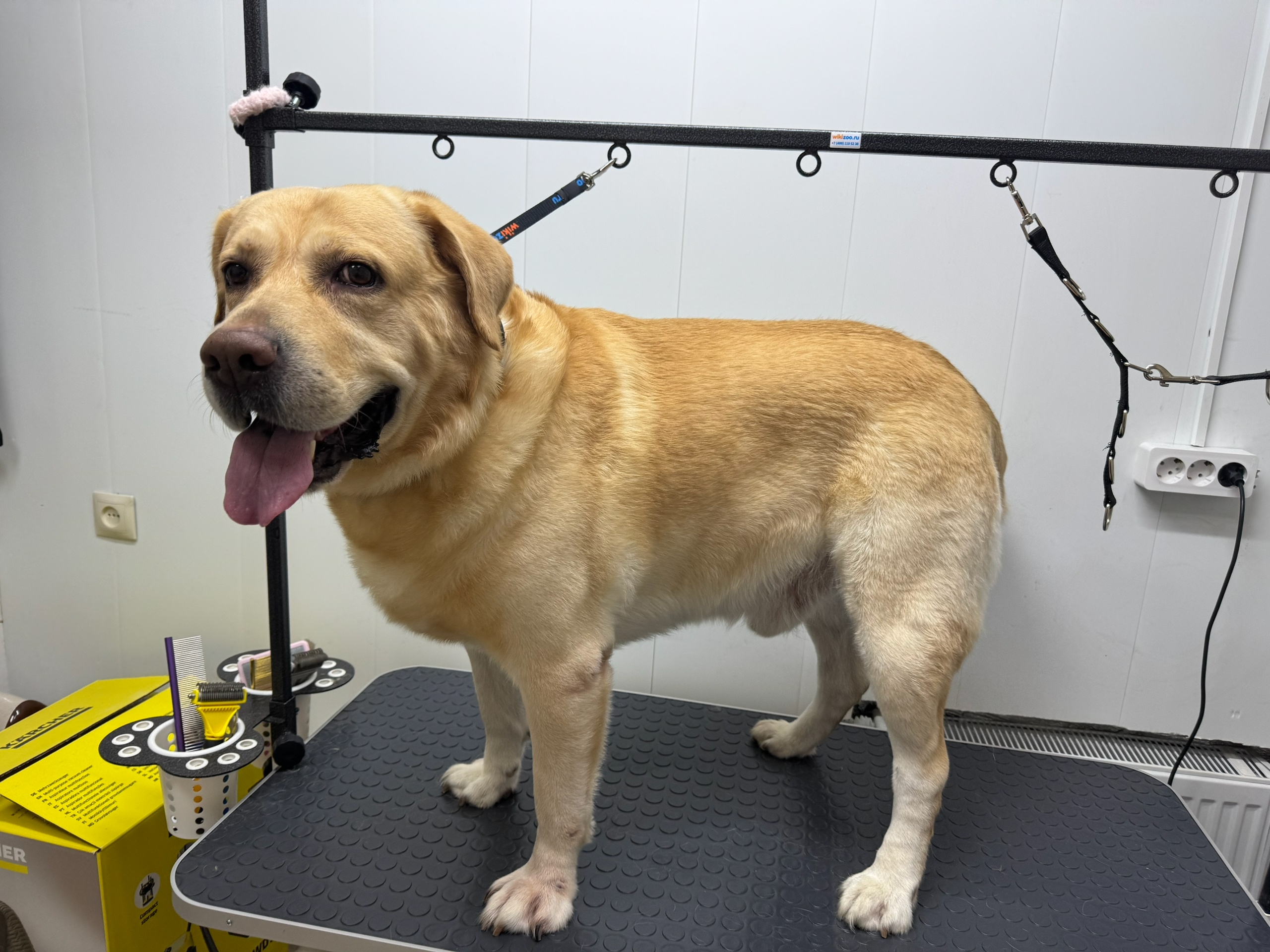 Работа ЛапГрум #19