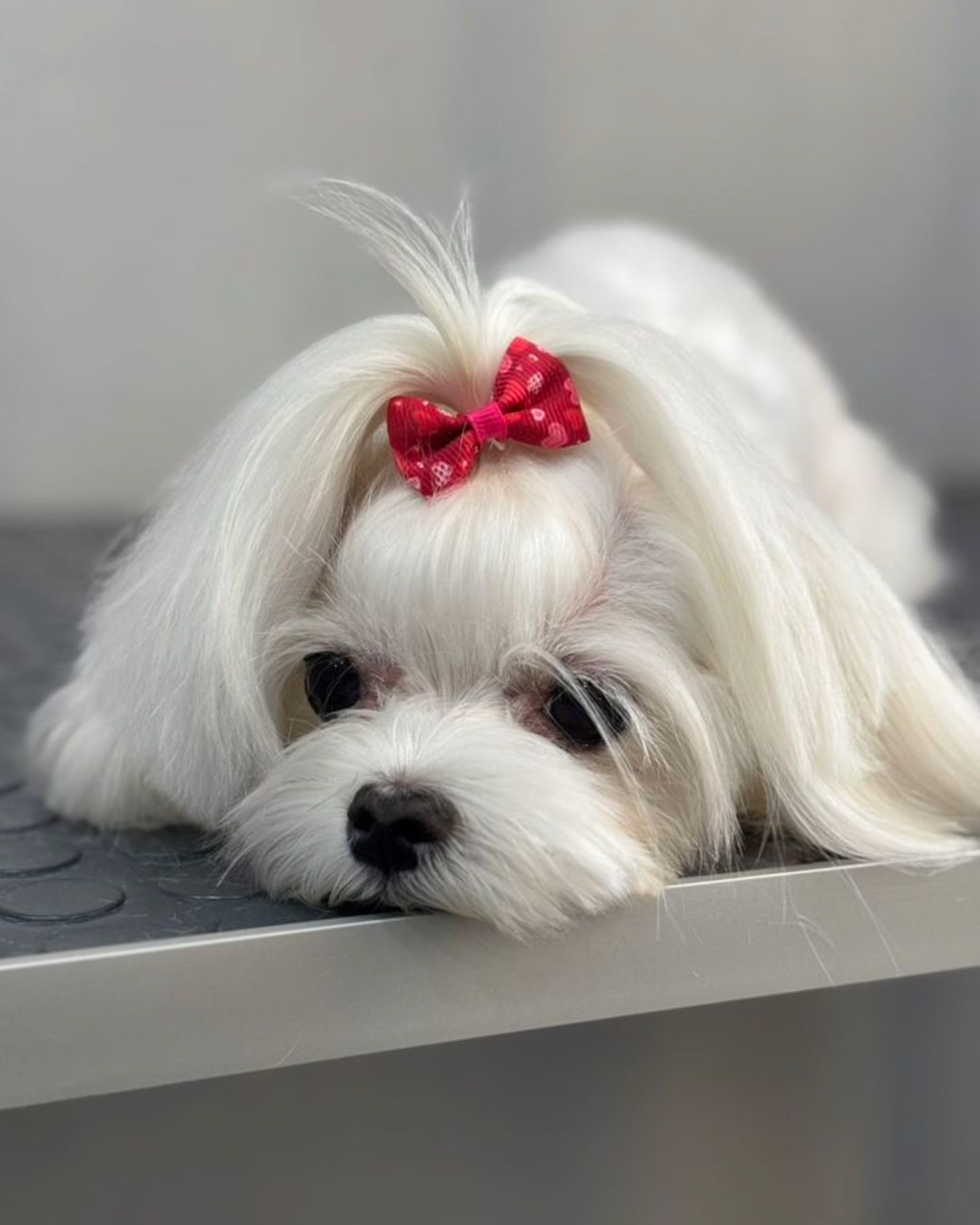 Работа ЛапГрум #7