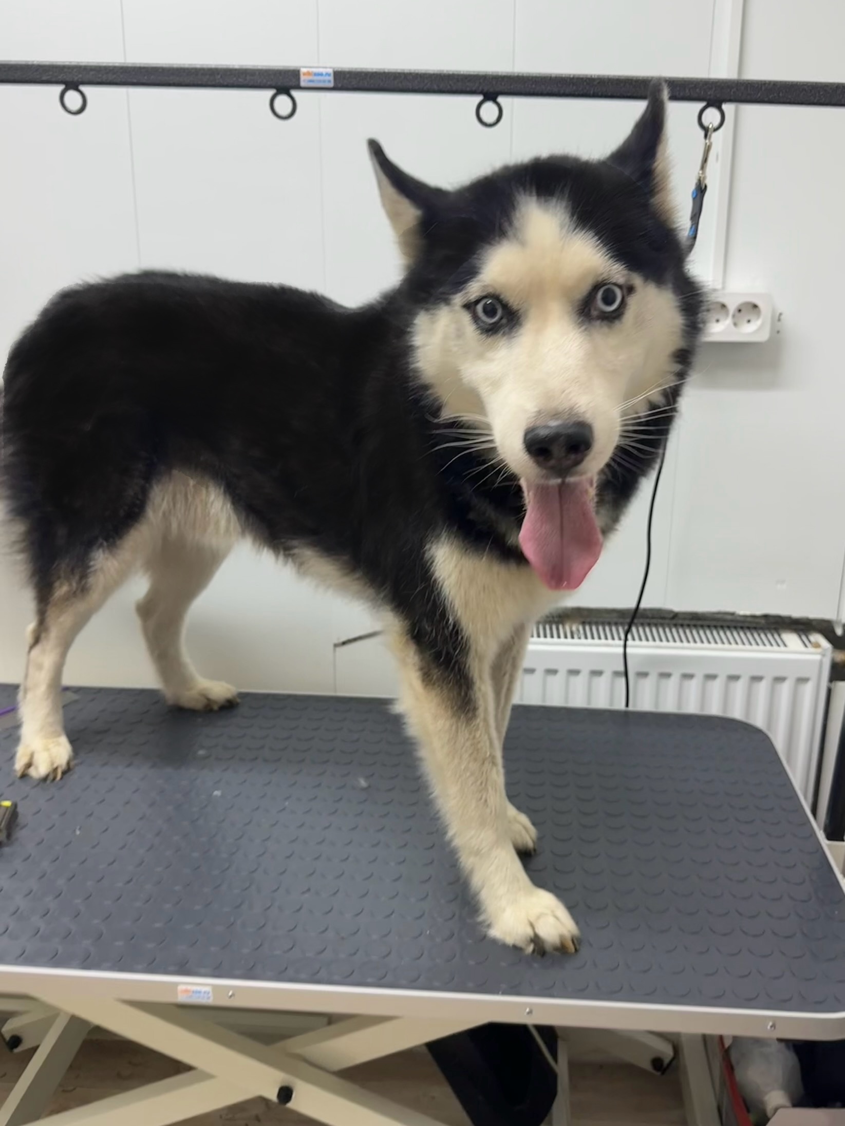 Работа ЛапГрум #18