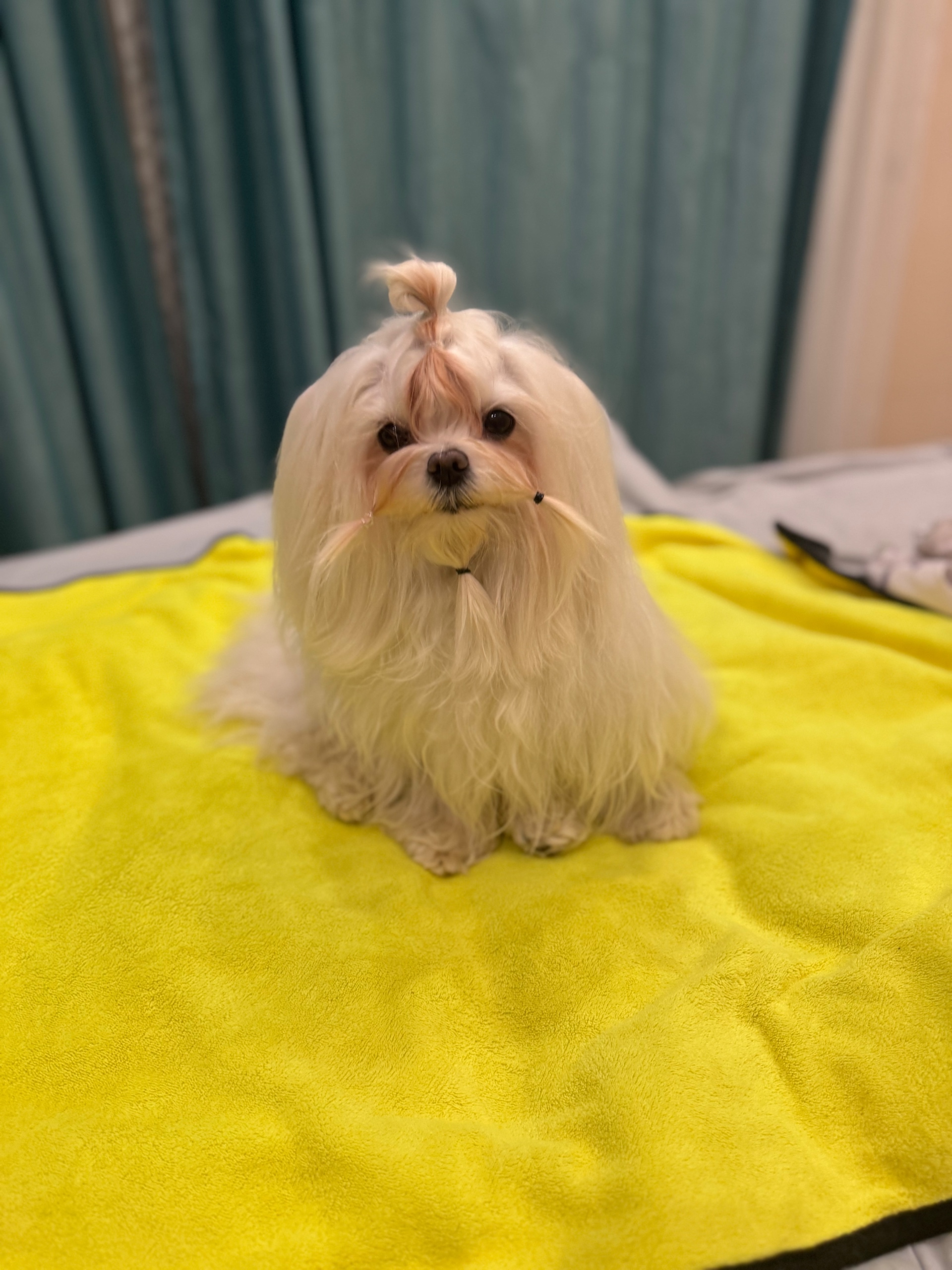 Работа ЛапГрум #22