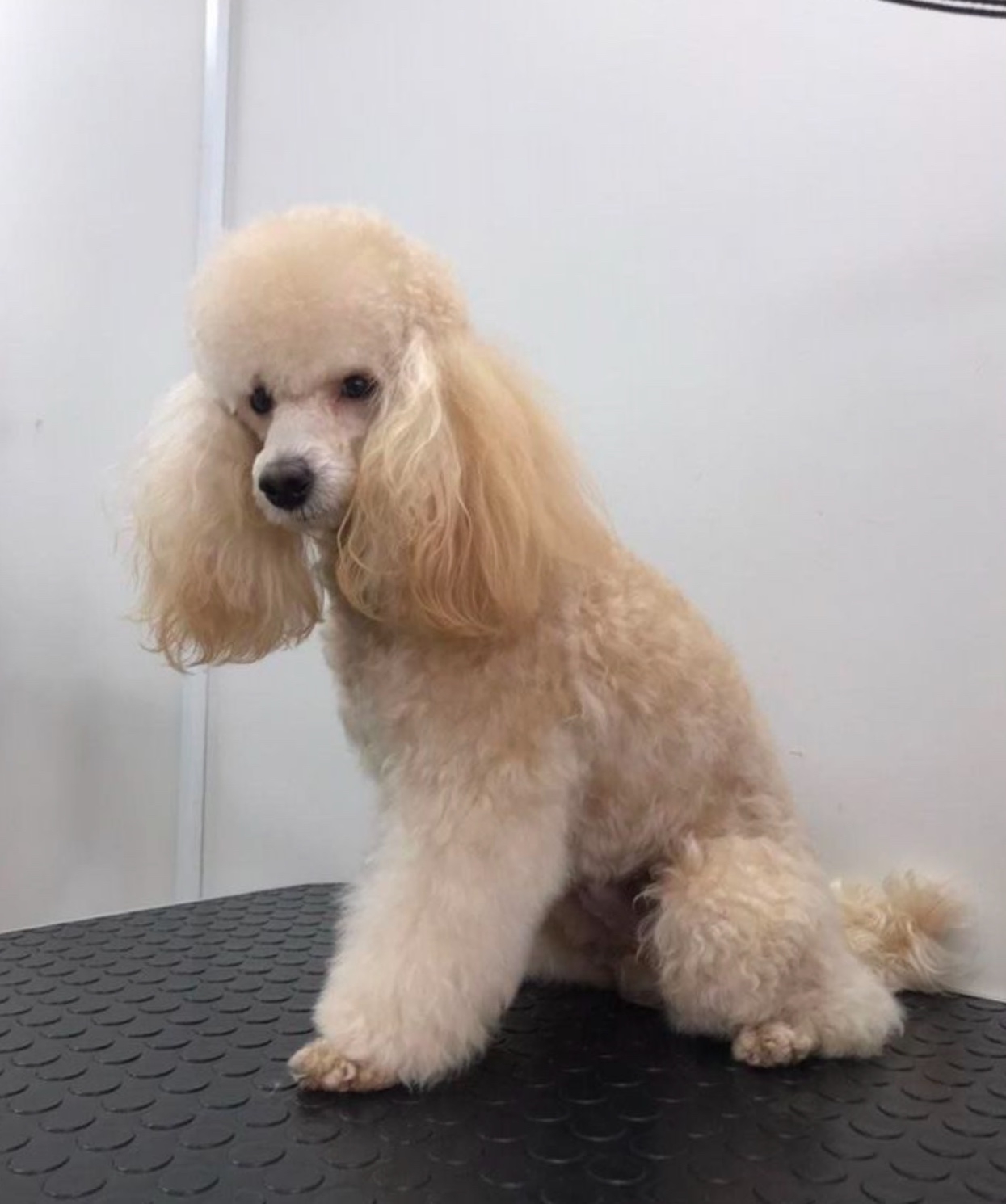 Работа ЛапГрум #6