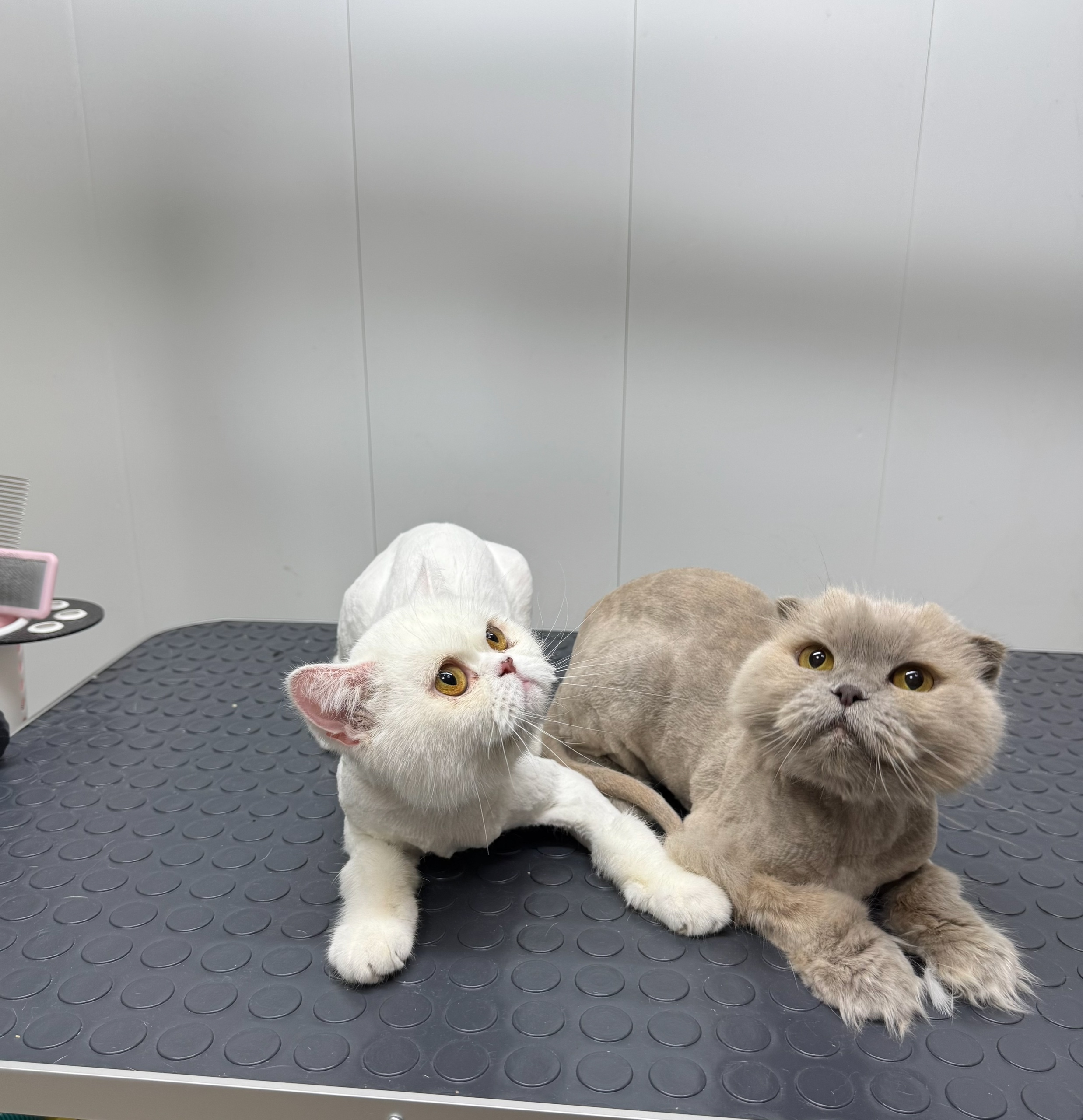 Работа ЛапГрум #23