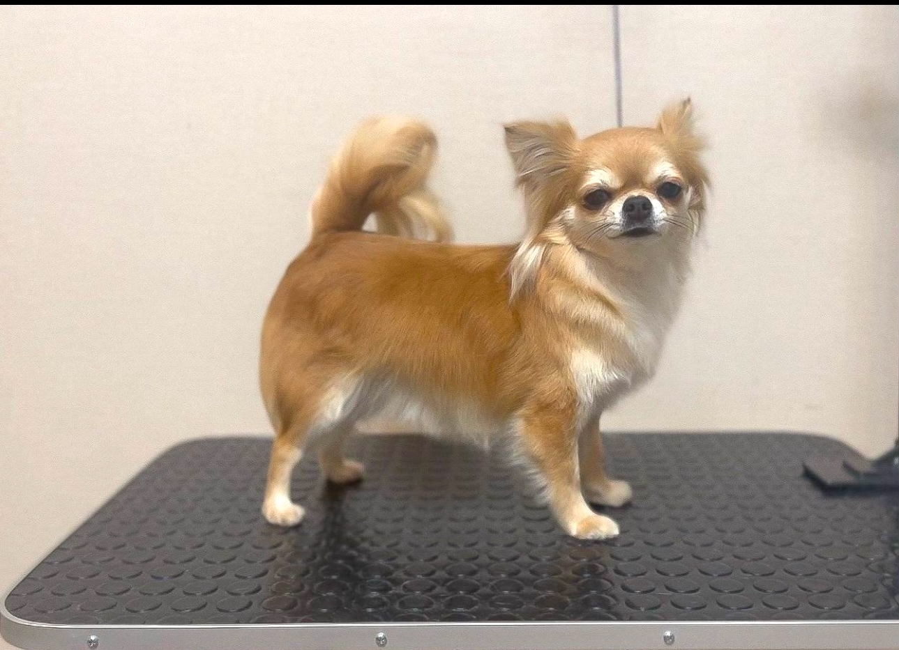 Работа ЛапГрум #8