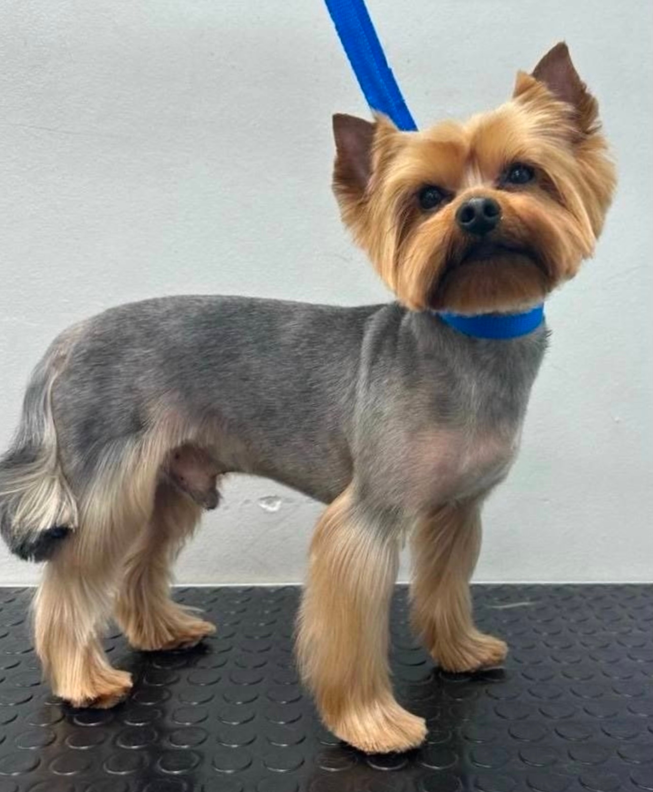 Работа ЛапГрум #3