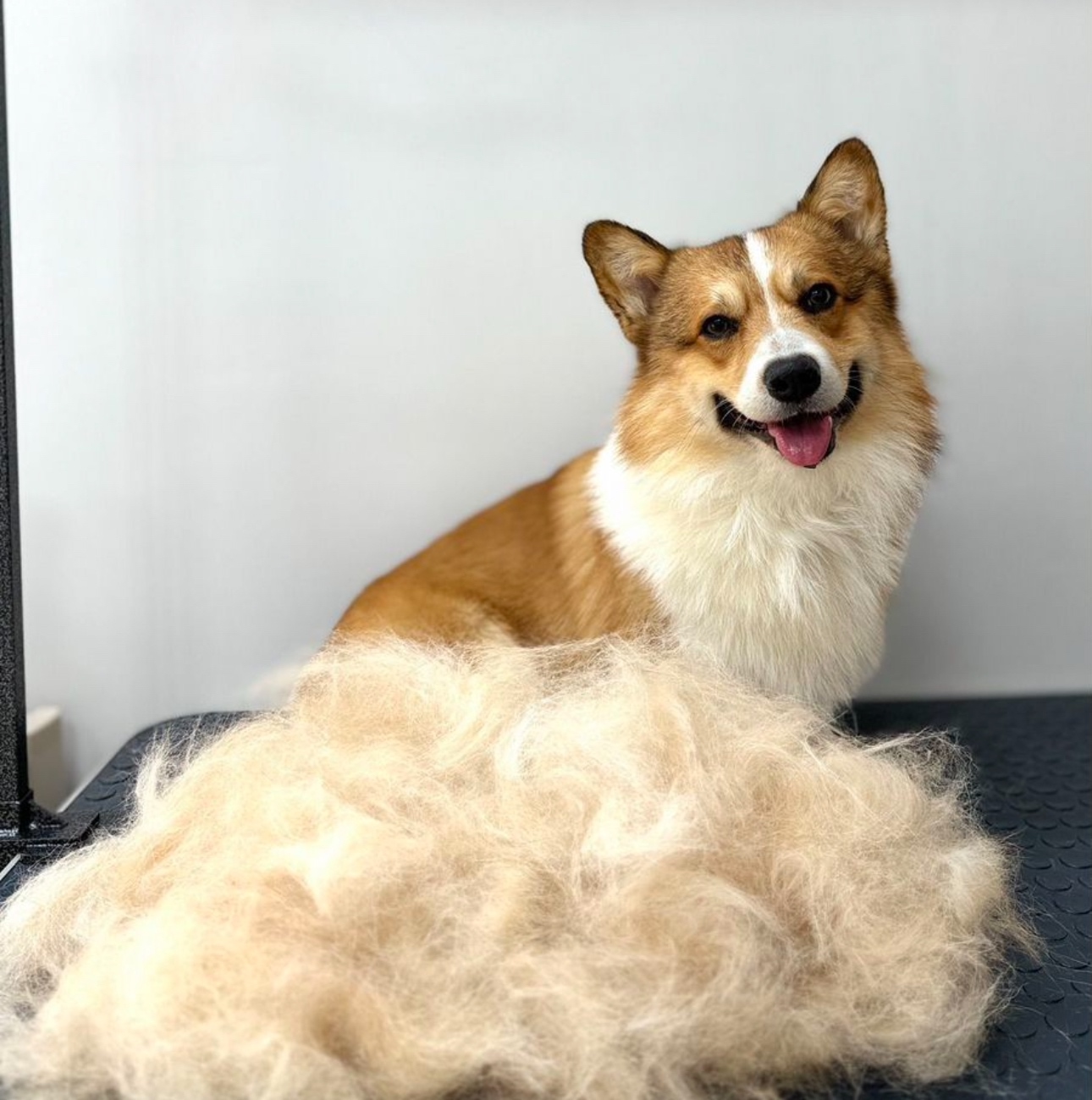 Работа ЛапГрум #16