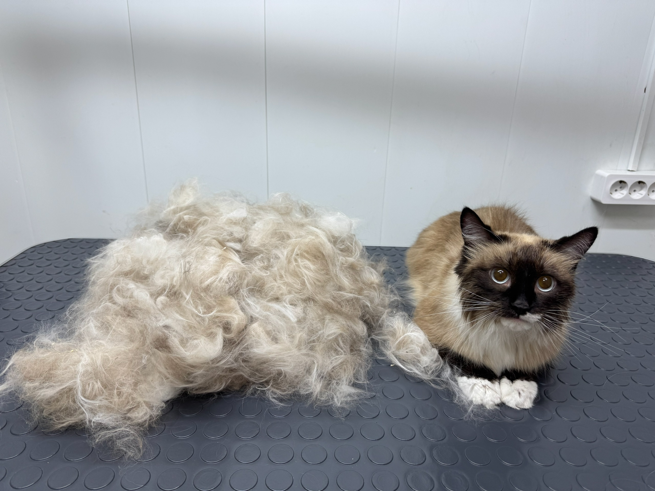 Работа ЛапГрум #24