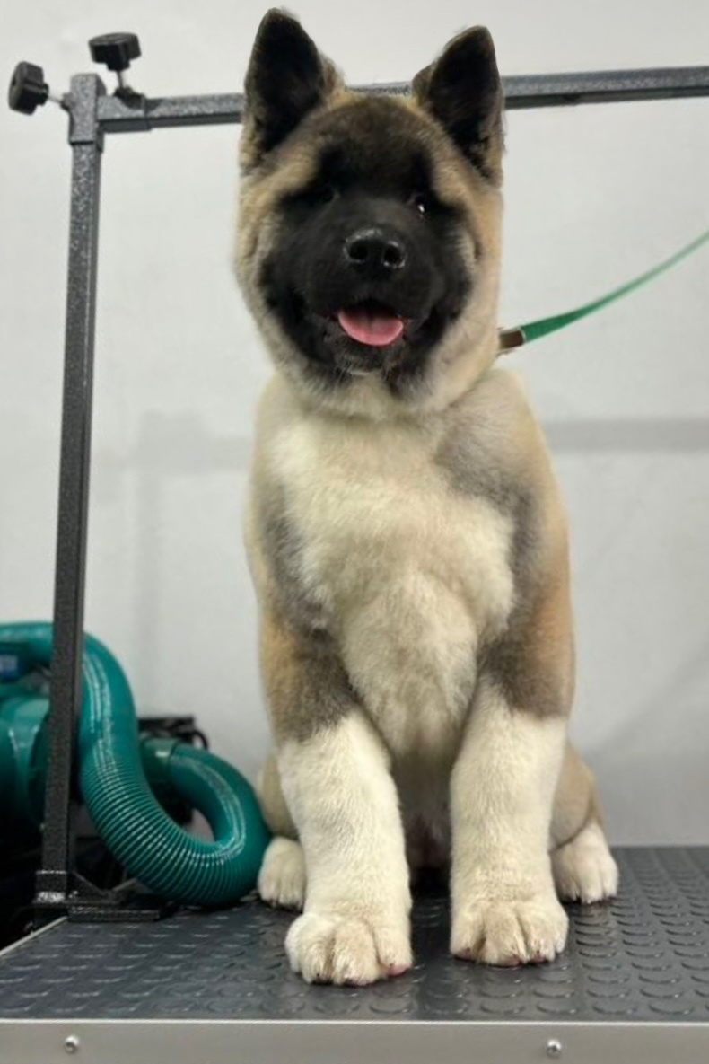 Работа ЛапГрум #10 (исправлено)